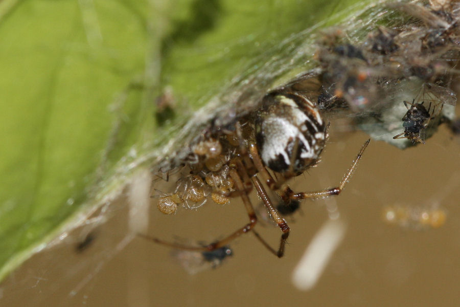 Vita da Theridiidae - osservazioni su Phylloneta sp.