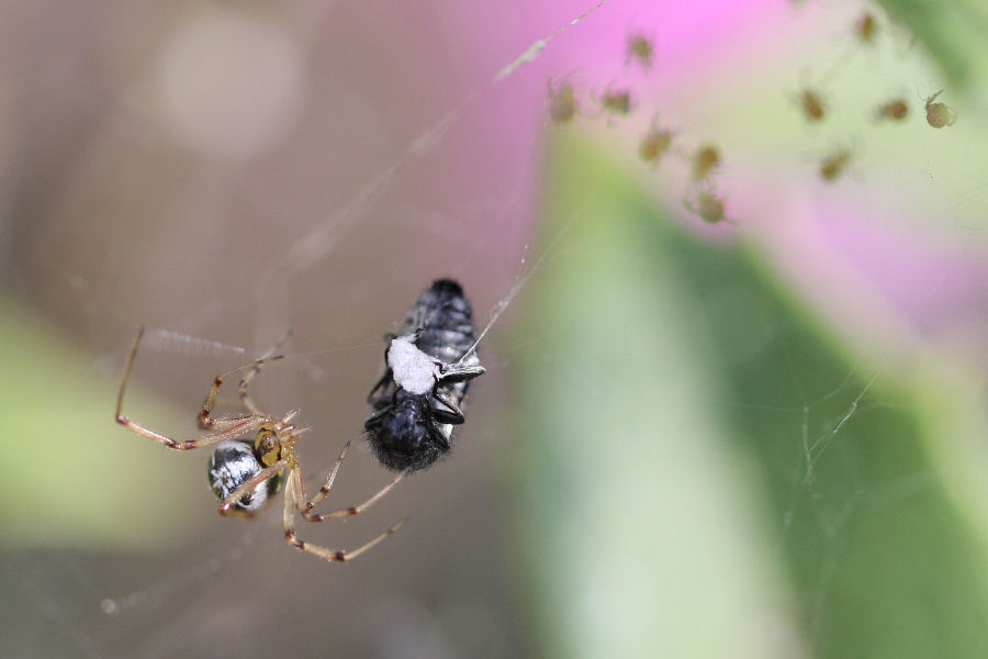 Vita da Theridiidae - osservazioni su Phylloneta sp.