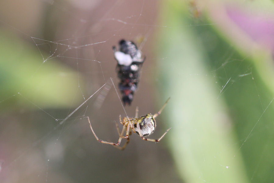 Vita da Theridiidae - osservazioni su Phylloneta sp.