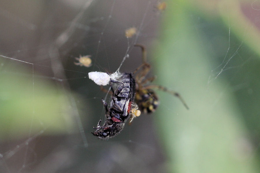 Vita da Theridiidae - osservazioni su Phylloneta sp.