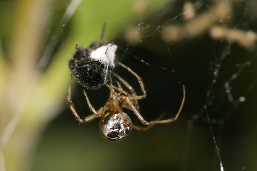 Vita da Theridiidae - osservazioni su Phylloneta sp.