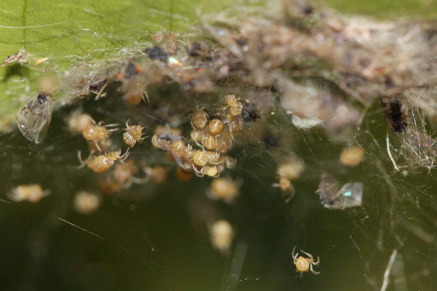 Vita da Theridiidae - osservazioni su Phylloneta sp.