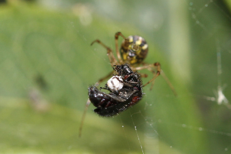 Vita da Theridiidae - osservazioni su Phylloneta sp.