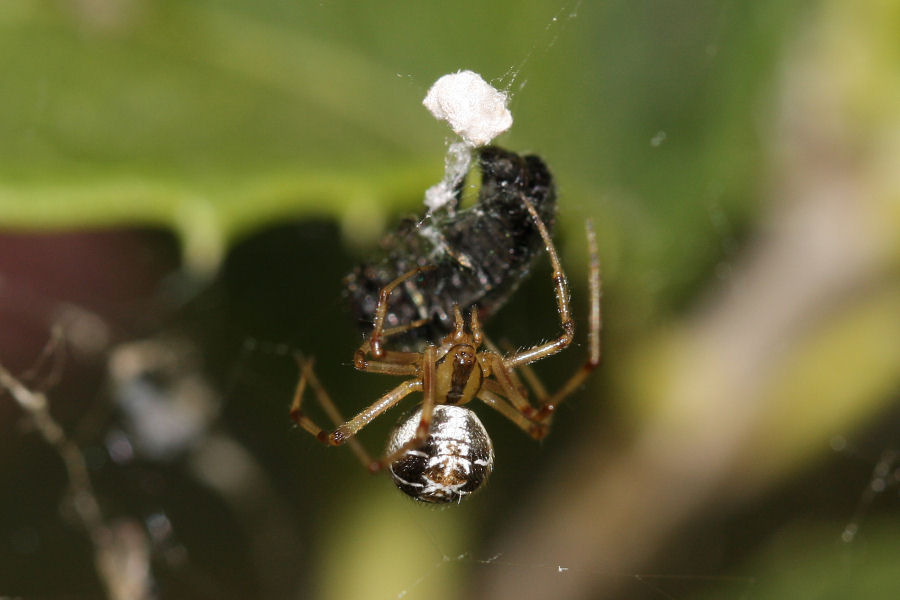 Vita da Theridiidae - osservazioni su Phylloneta sp.