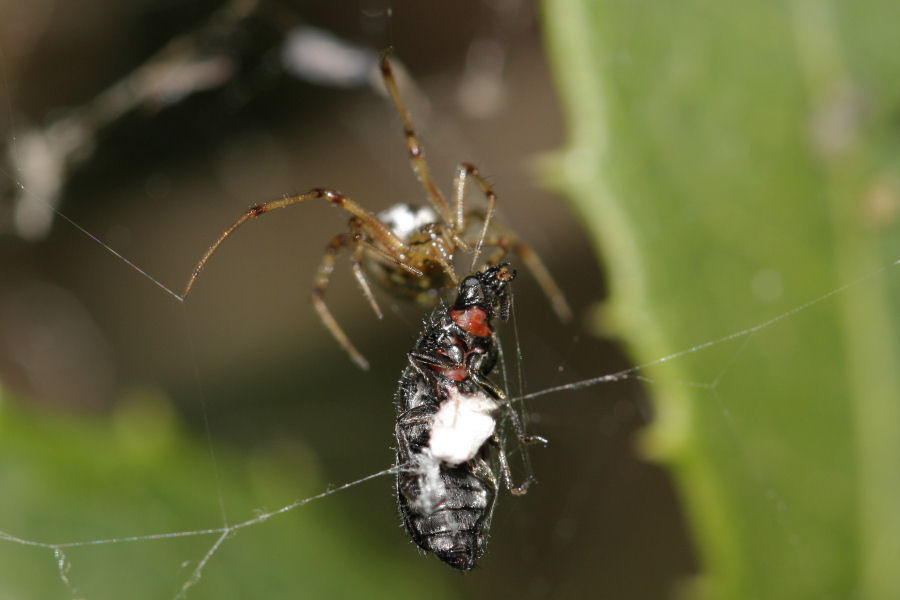 Vita da Theridiidae - osservazioni su Phylloneta sp.