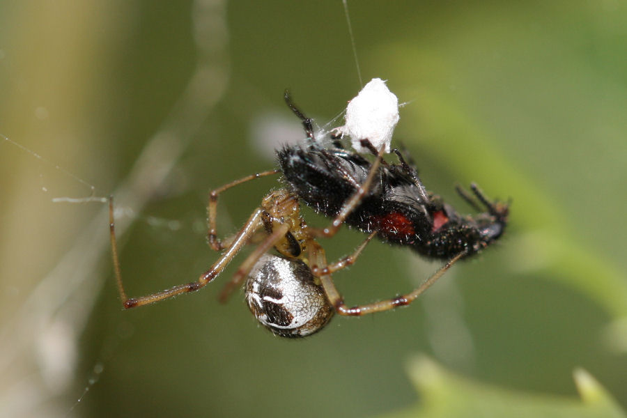 Vita da Theridiidae - osservazioni su Phylloneta sp.