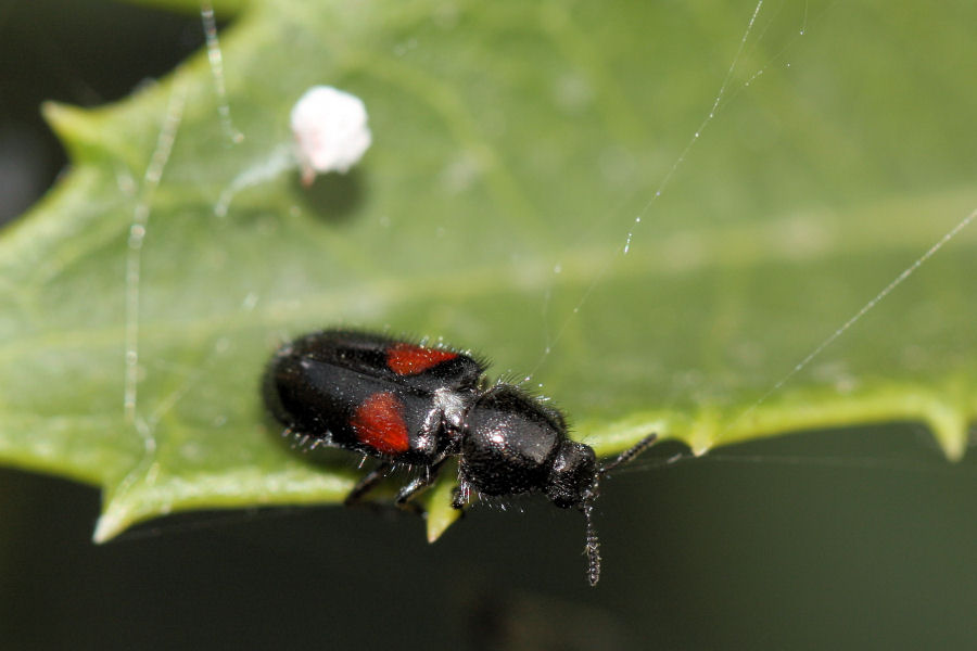 Vita da Theridiidae - osservazioni su Phylloneta sp.