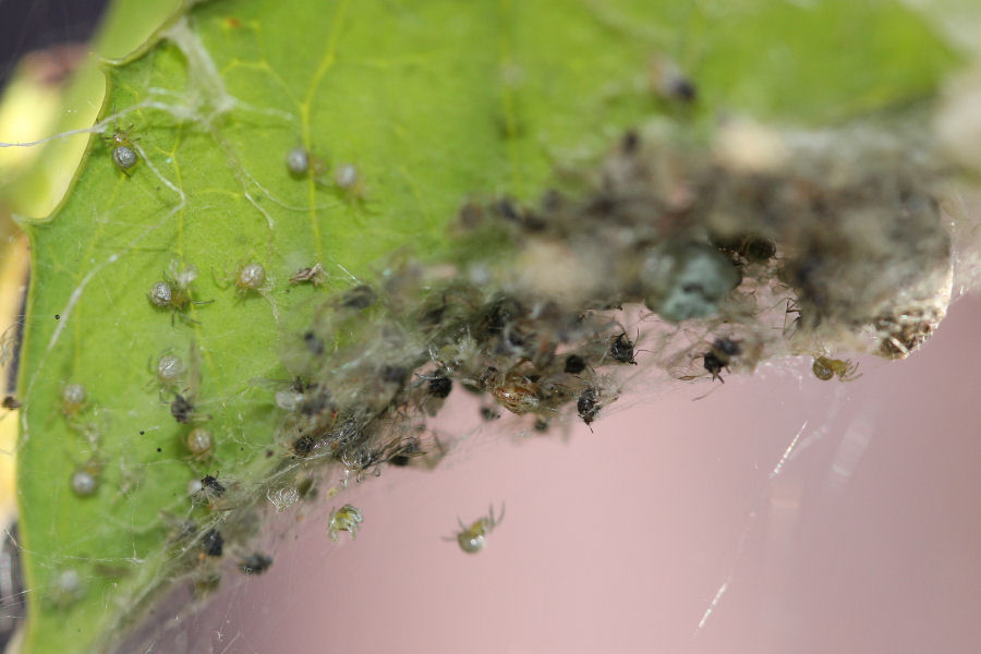 Vita da Theridiidae - osservazioni su Phylloneta sp.