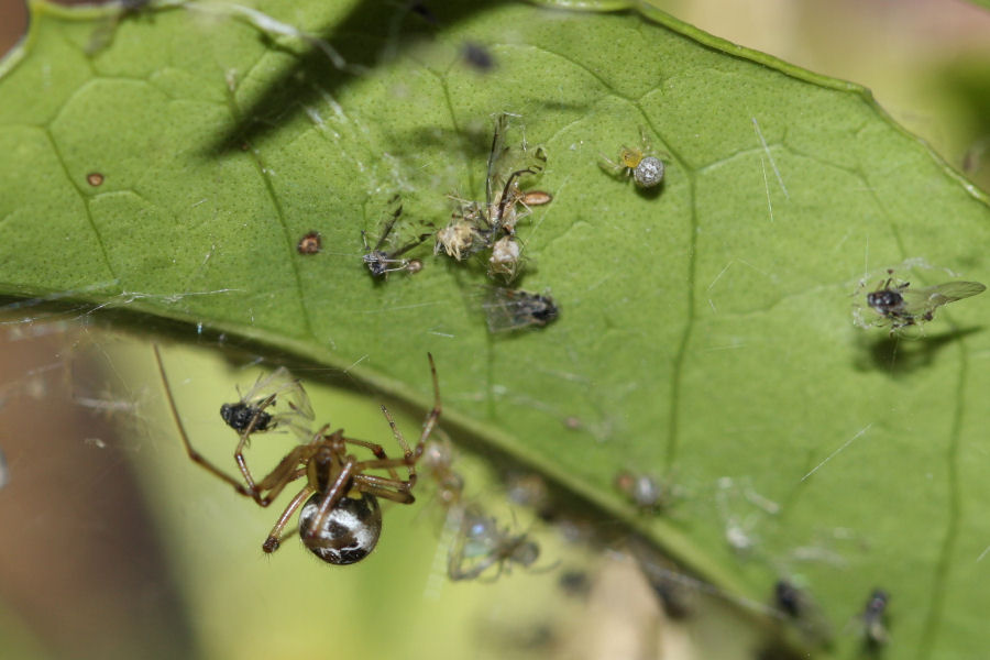 Vita da Theridiidae - osservazioni su Phylloneta sp.