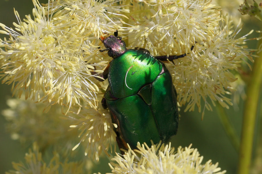 Protaetia cuprea