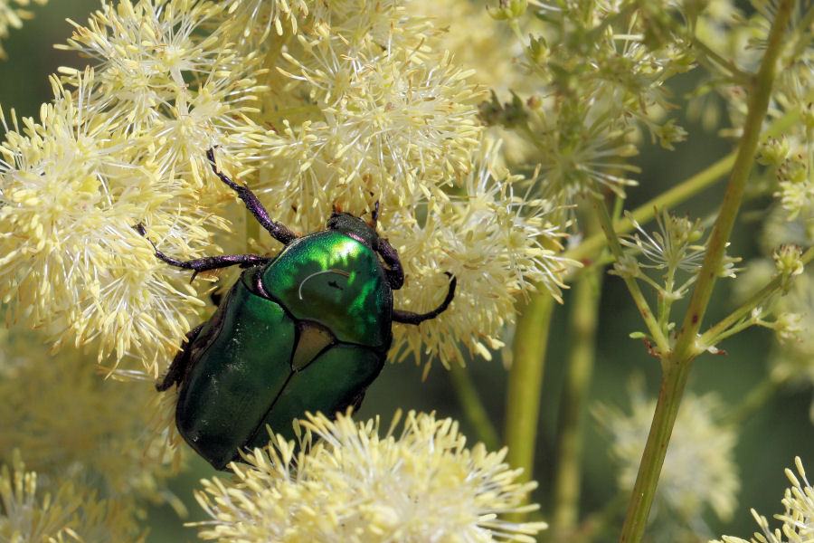 Protaetia cuprea