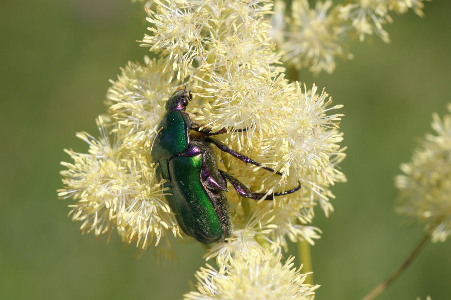 Protaetia cuprea