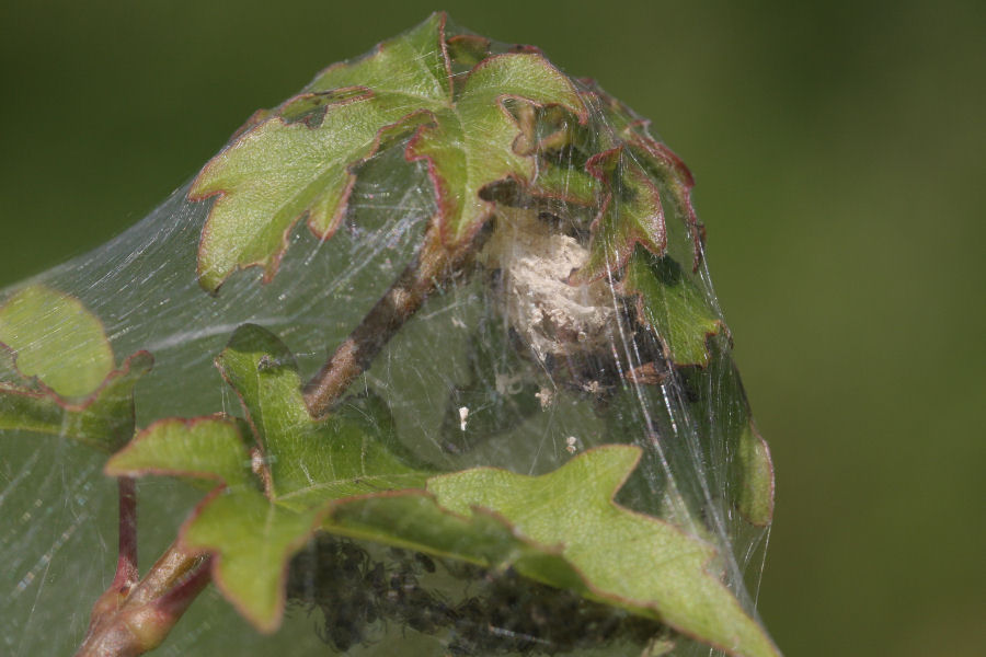 Pisaura sp. e la sua casa