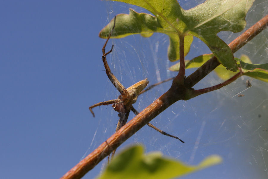 Pisaura sp. e la sua casa