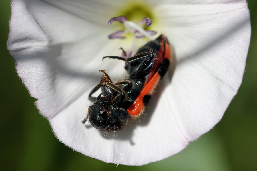 Trichodes apiarius vorace