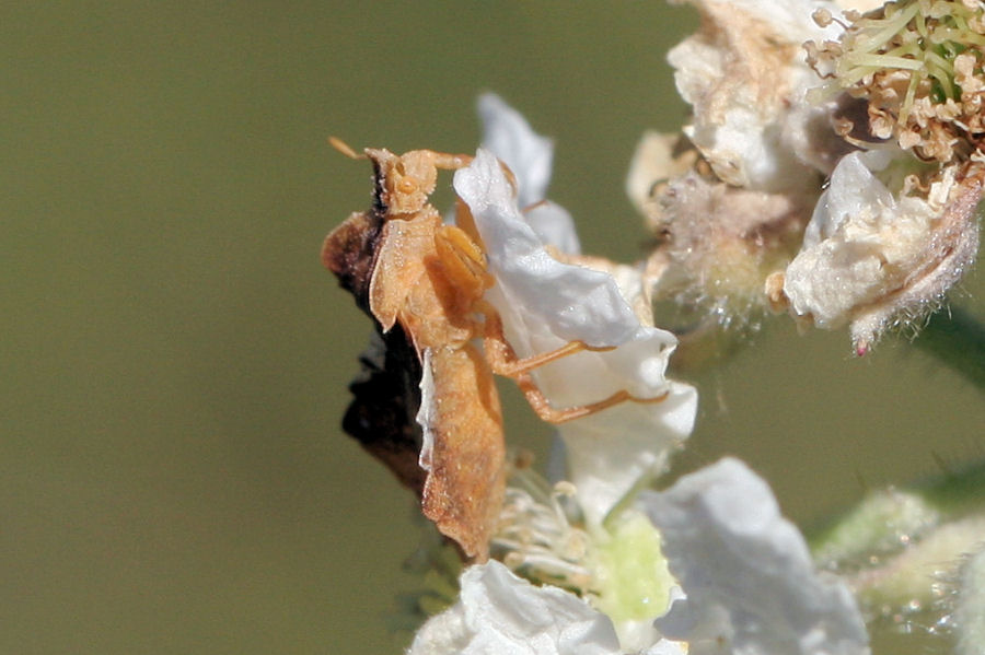 Reduviidae: Phymata crassipes dell''Emilia (BO)