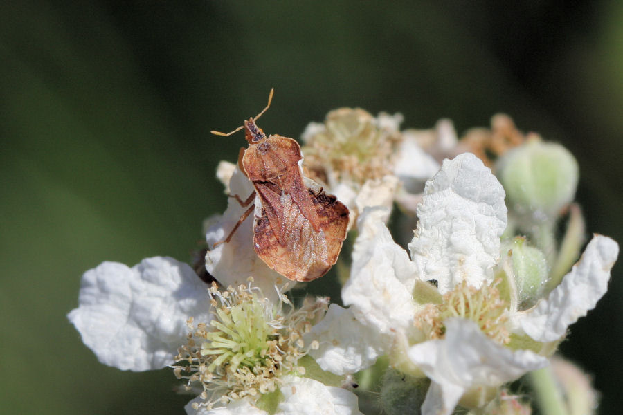 Reduviidae: Phymata crassipes dell''Emilia (BO)