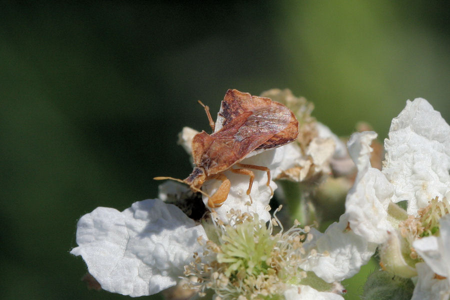 Reduviidae: Phymata crassipes dell''Emilia (BO)