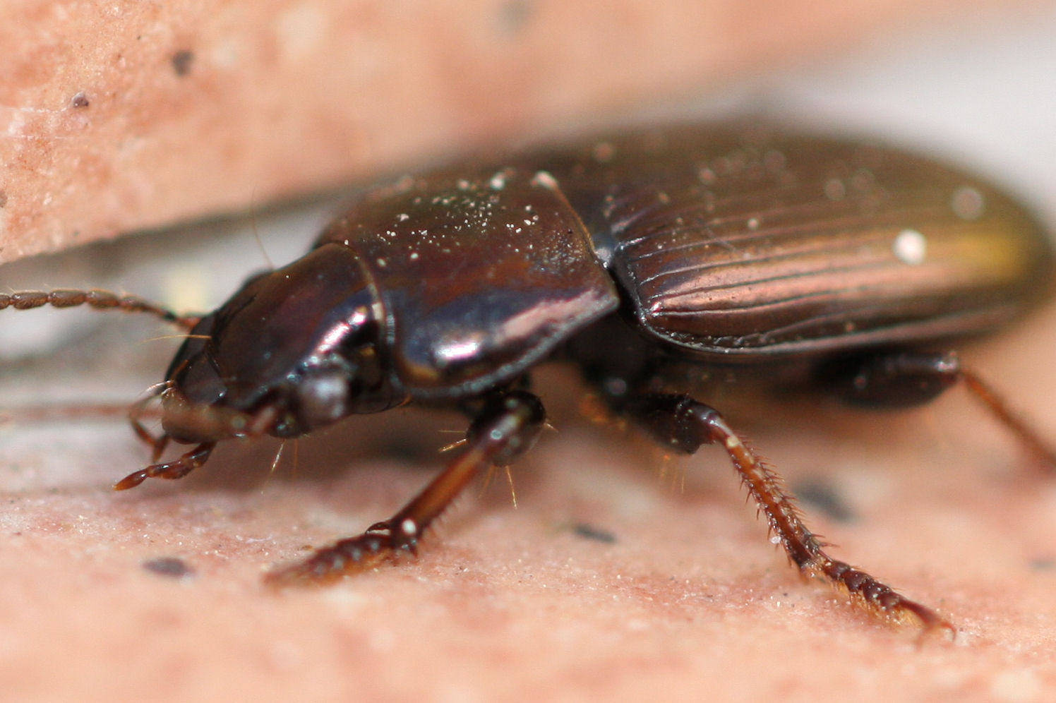 Carabidae: Harpalus distinguendus