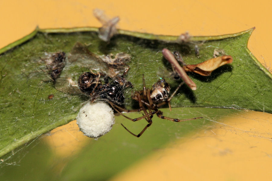 Vita da Theridiidae - osservazioni su Phylloneta sp.