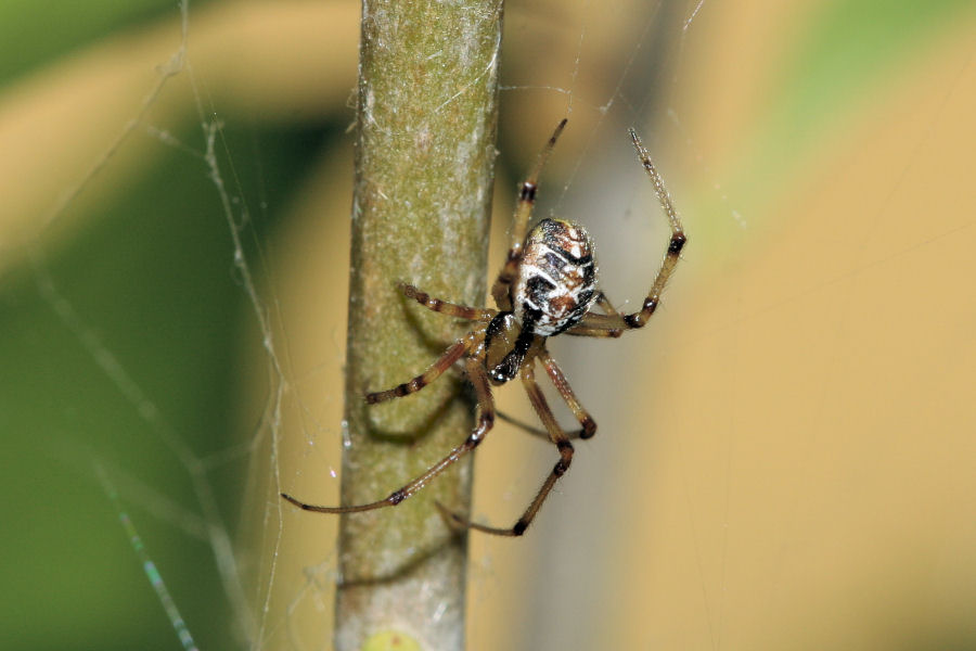 Vita da Theridiidae - osservazioni su Phylloneta sp.