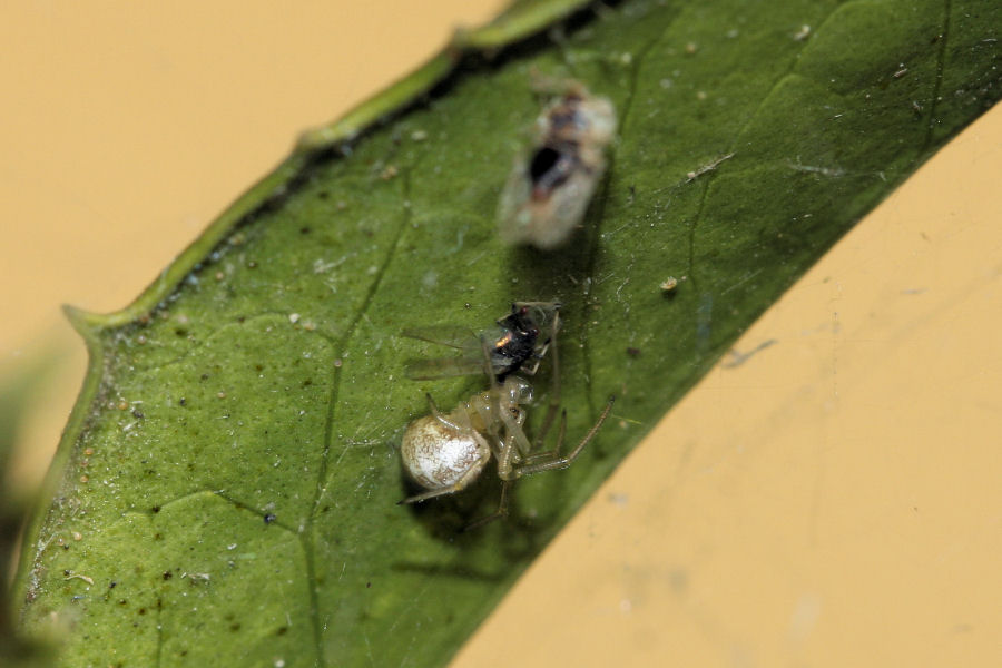 Vita da Theridiidae - osservazioni su Phylloneta sp.