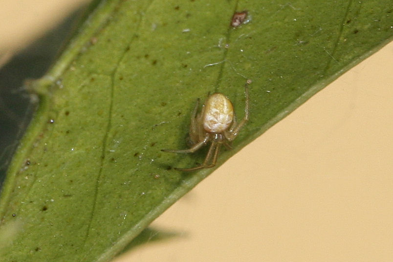 Vita da Theridiidae - osservazioni su Phylloneta sp.