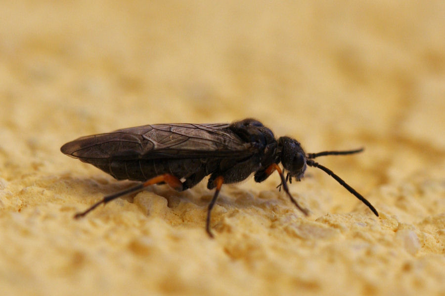 Tenthredinidae: Dolerus sp.?