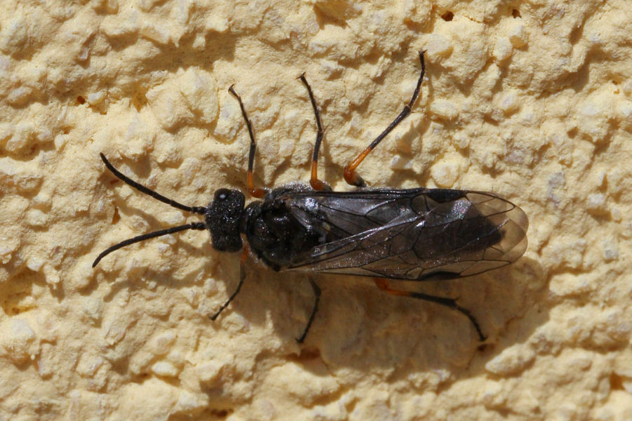 Tenthredinidae: Dolerus sp.?