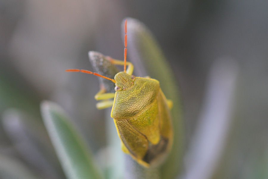 Pentatomidae: Piezodorus lituratus f.litura dell''Emilia (BO)