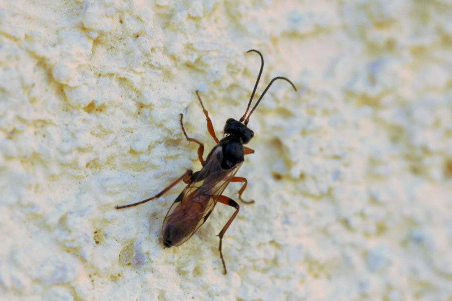 Braconidae? No. Ichneumonidae