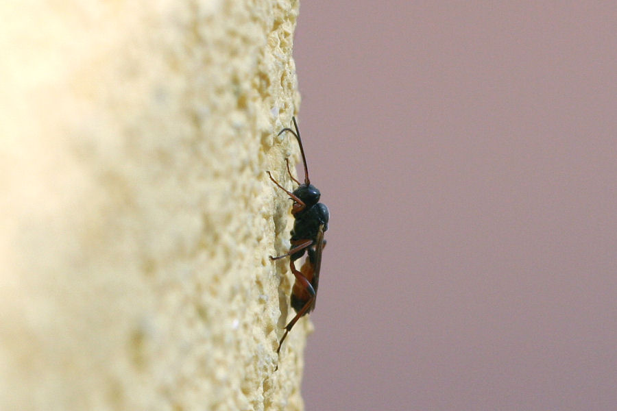 Braconidae? No. Ichneumonidae