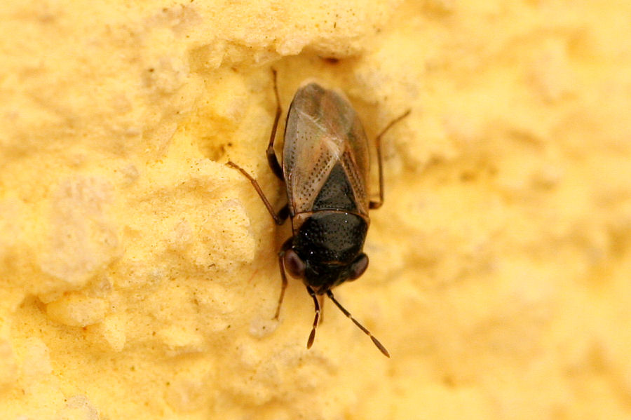 Lygaeidae :Geocoris megacephalus dell''Emilia (BO)