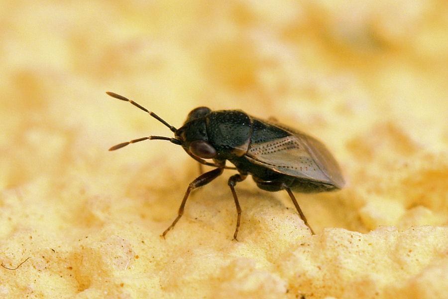 Lygaeidae :Geocoris megacephalus dell''Emilia (BO)