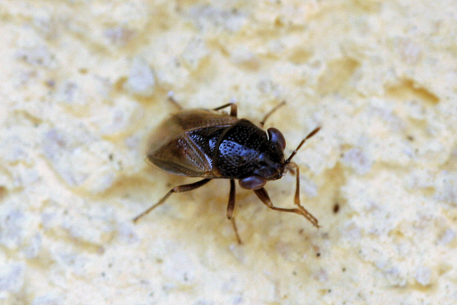 Lygaeidae :Geocoris megacephalus dell''Emilia (BO)