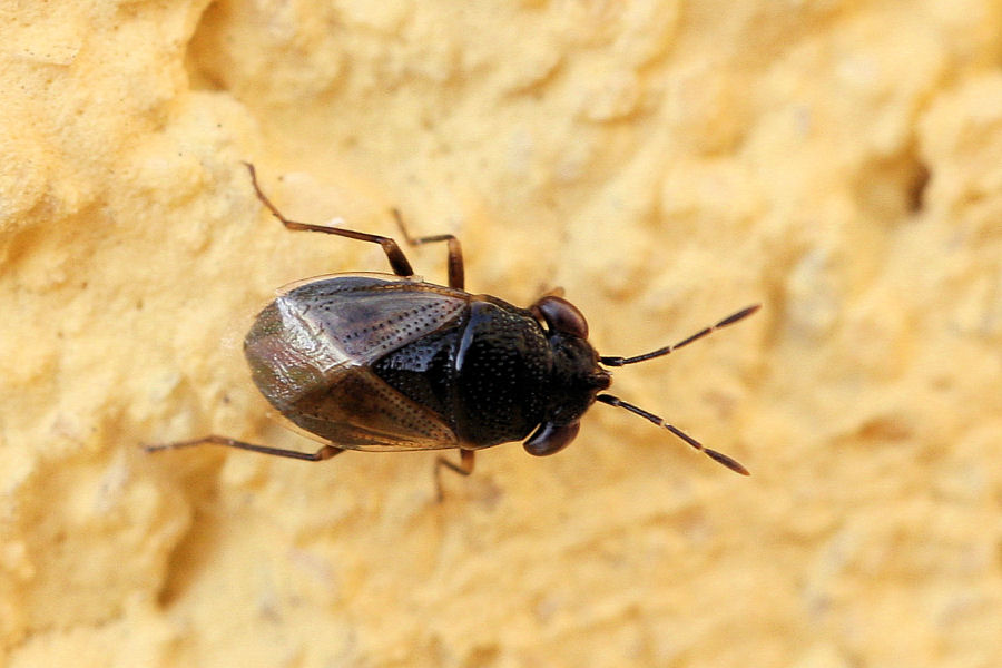 Lygaeidae :Geocoris megacephalus dell''Emilia (BO)