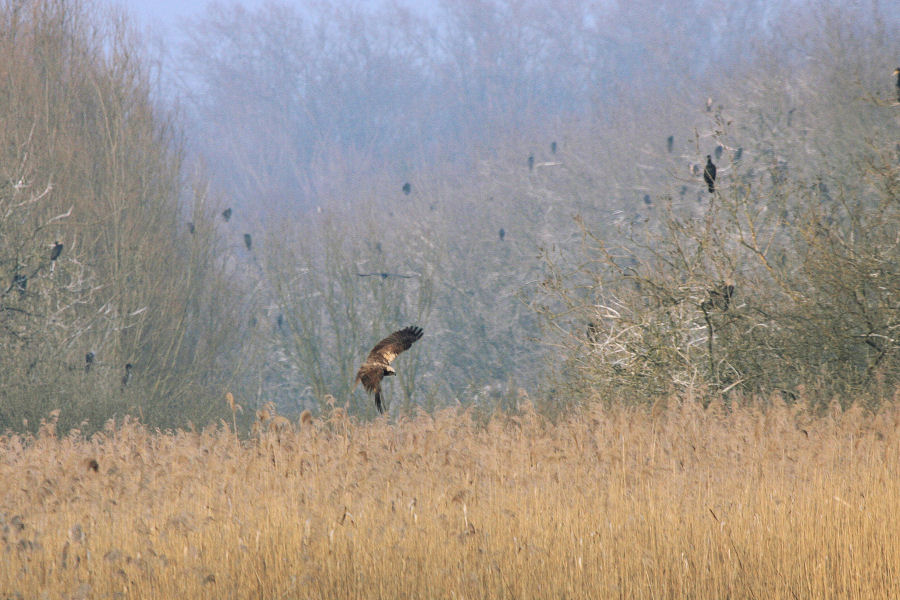 Strano comportamento di falco di palude