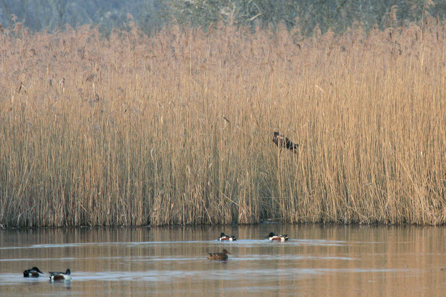 Strano comportamento di falco di palude