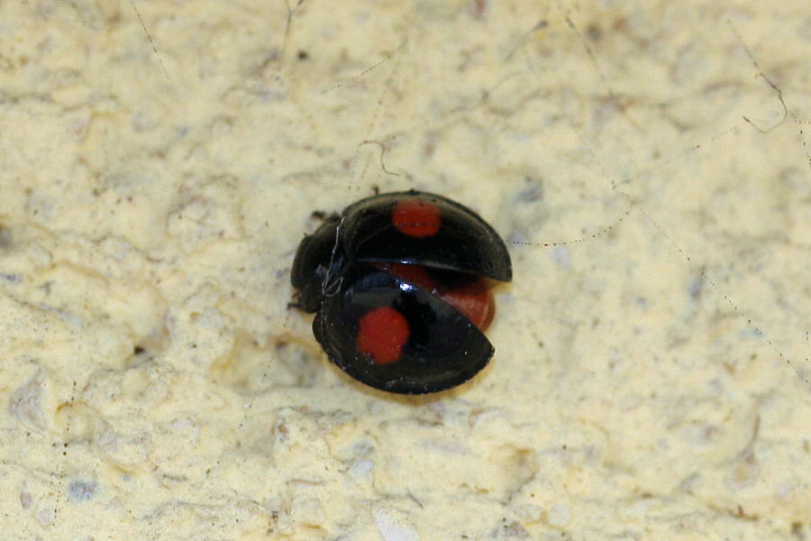 Chilocorus renipustulatus