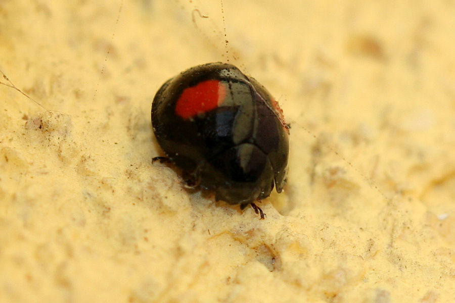 Chilocorus renipustulatus