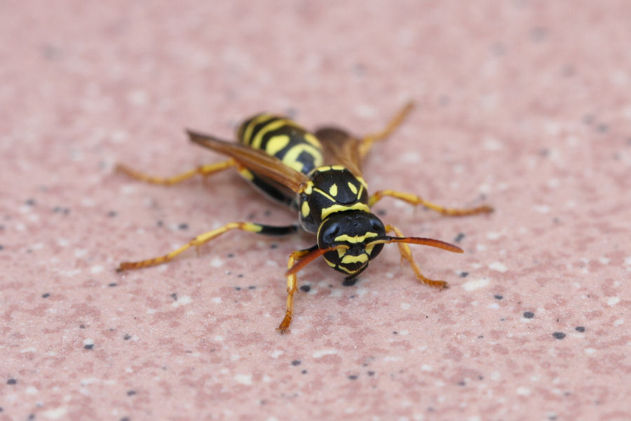 Quale Polistes? (Polistes associus o P. Nimphus)