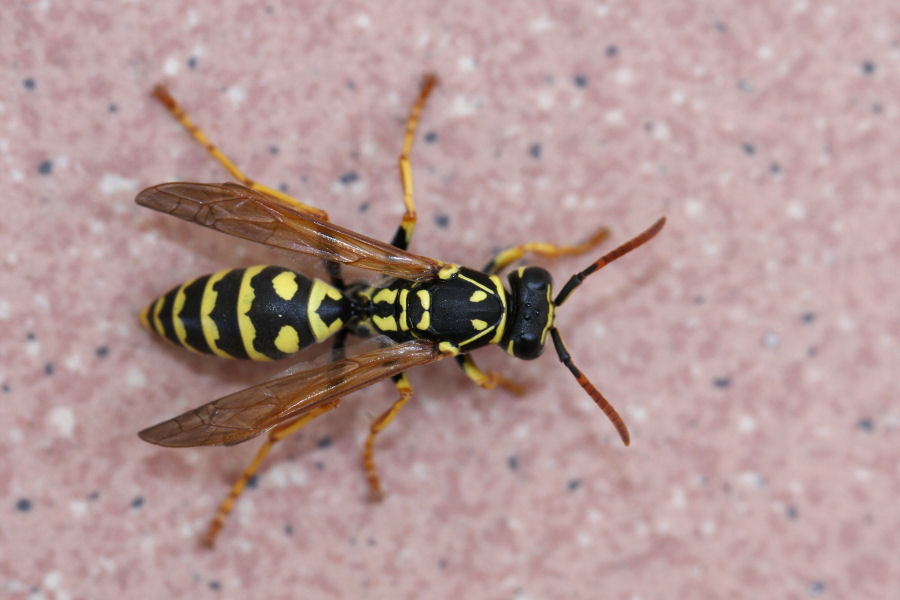 Quale Polistes? (Polistes associus o P. Nimphus)