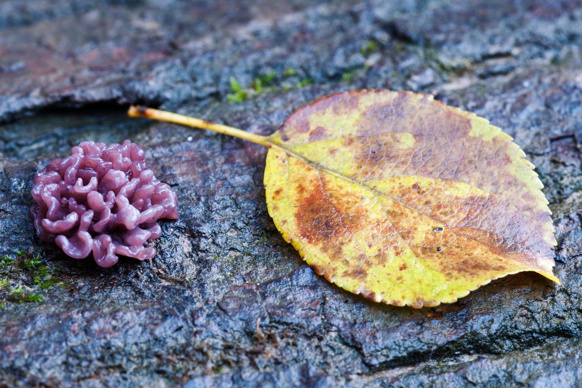 Ascocoryne sarcoides ?