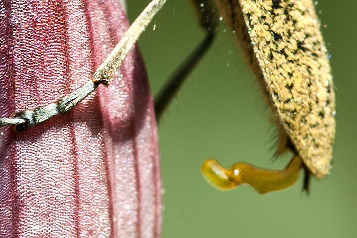 Cerambicide eccitatus (Agapanthia sp.)