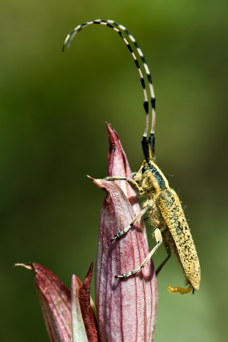 Cerambicide eccitatus (Agapanthia sp.)