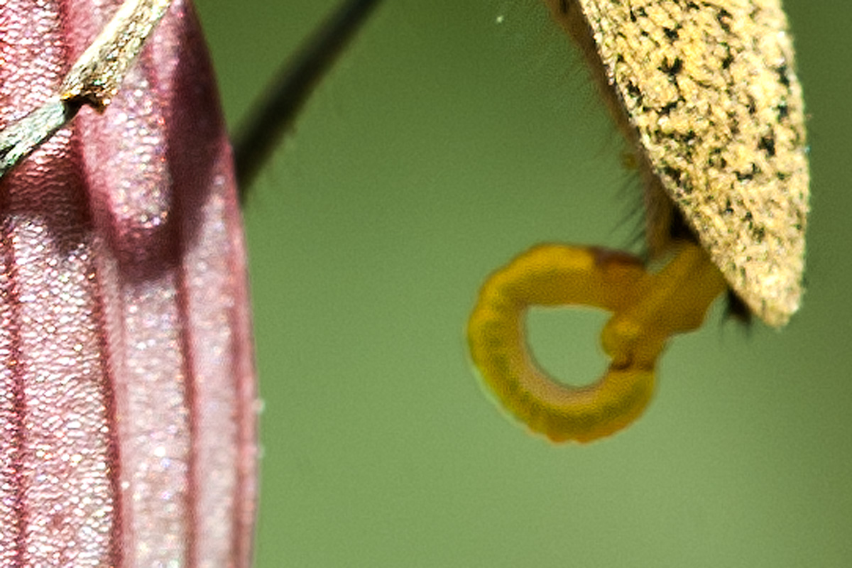 Cerambicide eccitatus (Agapanthia sp.)