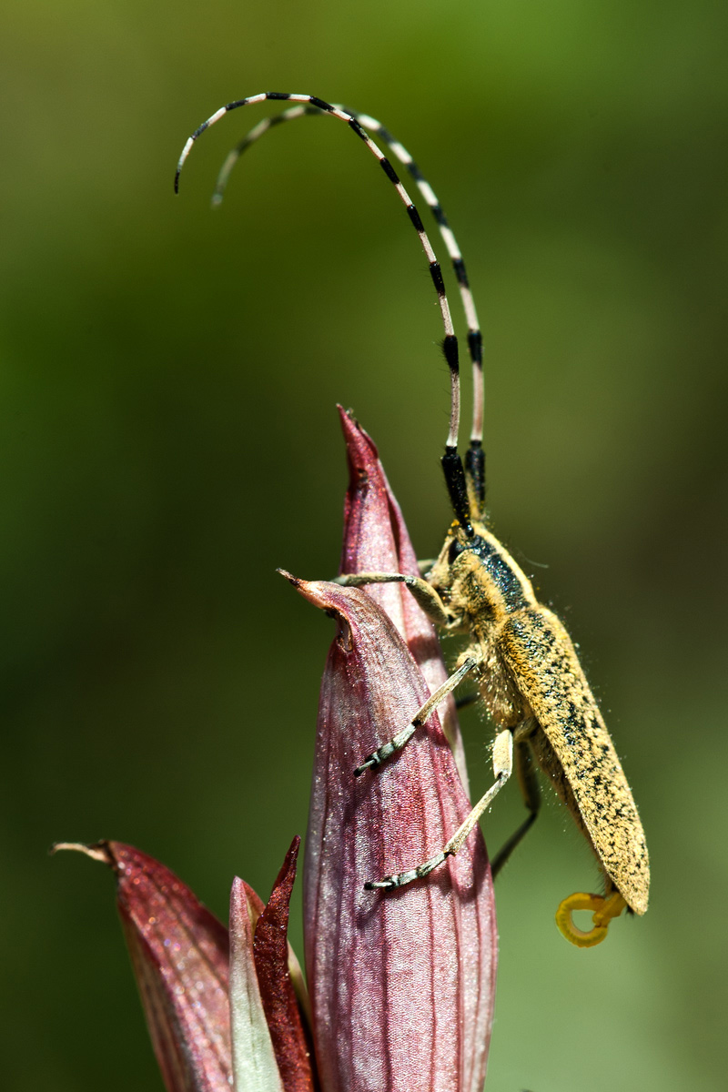 Cerambicide eccitatus (Agapanthia sp.)