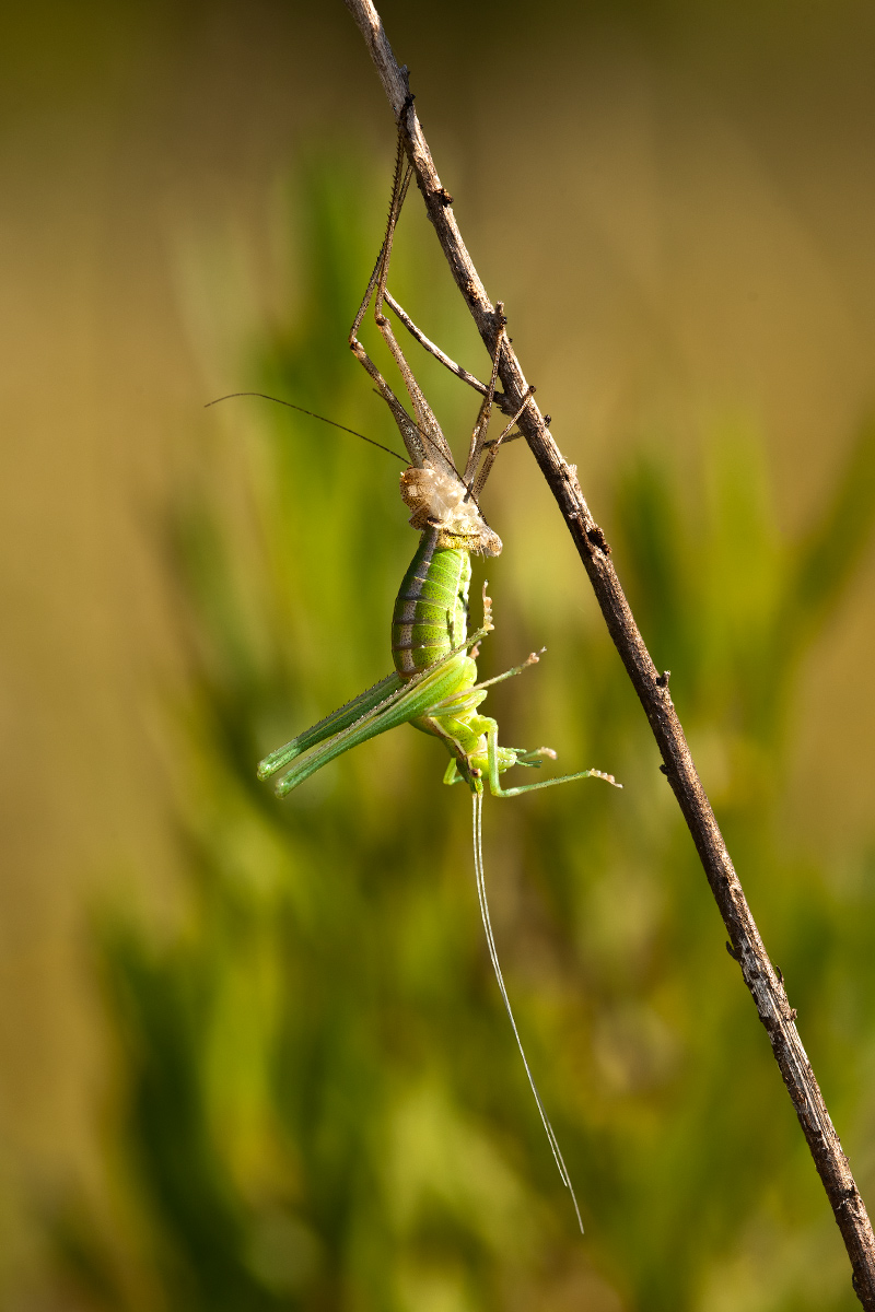 Muta di ............. (Phaneropteridae)