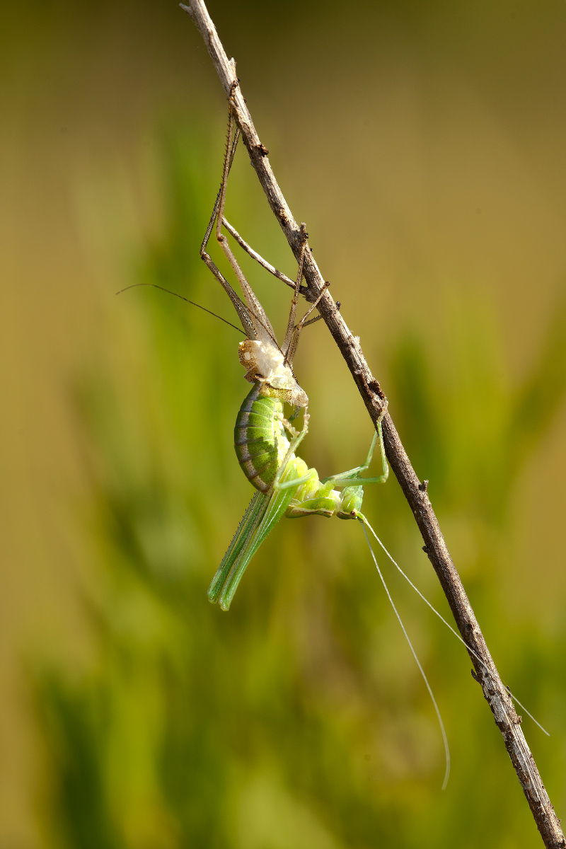 Muta di ............. (Phaneropteridae)