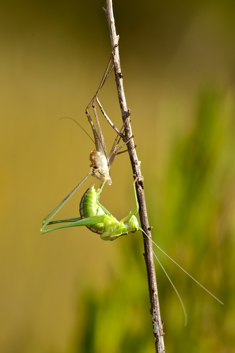 Muta di ............. (Phaneropteridae)